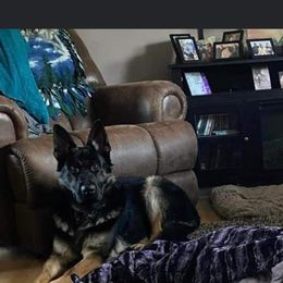 German Shepherd All Grown Up from Vom Lillibruke Strass German Shepherds