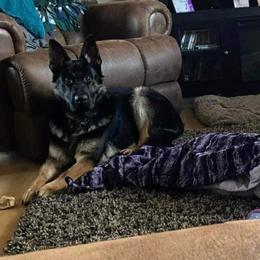 German Shepherd All Grown Up from Vom Lillibruke Strass German Shepherds