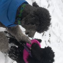 Poodles from Shimmyrlea Standard Poodles