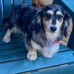 Wally - Dachshund