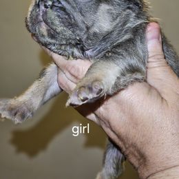 Dachshund and French Bulldog Puppies from Black Thunder 517 Cane Corso and Dachshunds