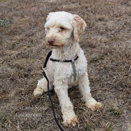 Ezekiel (Zeke) - Cockapoo