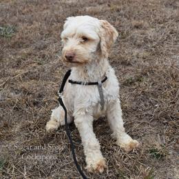 Ezekiel (Zeke) - Cockapoo