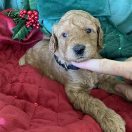 Girl 2 - female Poodle puppy in from Beltane Bonnies