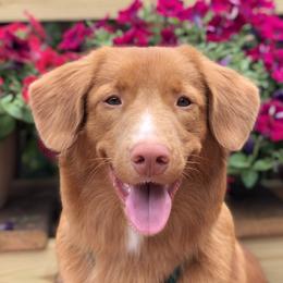 Arrow - Nova Scotia Duck Tolling Retriever