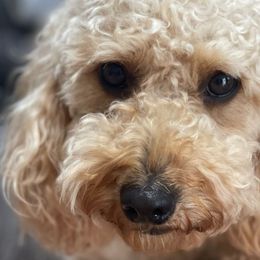 Graham - Goldendoodle