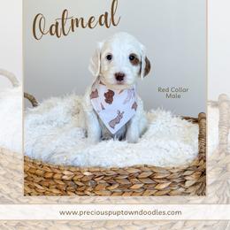 Oatmeal - Parti male Goldendoodle puppy in Bell Buckle, Tennessee from Precious Puptown Doodles