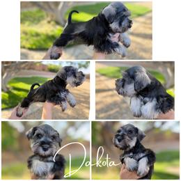 Dakota AKC - Salt and pepper female Miniature Schnauzer puppy in Victorville, California from West Coast Royal Miniature Schnauzer