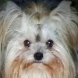 Biewer Terriers and Yorkshire Terriers from Cynthia's Biewer Puppies