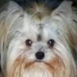 Biewer Terriers and Yorkshire Terriers from Cynthia's Biewer Puppies