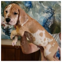 Great Dane and Yorkshire Terrier Puppies from Chuck City Danes