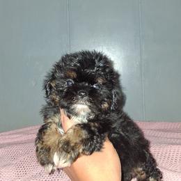 Boy 2 - Black and tan male Shih Tzu puppy in Birmingham, Alabama from K&D kennels