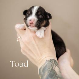 TOAD - Black tri male Miniature American Shepherd puppy in Puyallup, Washington from FERGI’S GEMINI MAS