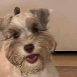 Miniature Schnauzers from Kokis's Friends