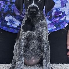 Boo Boo - Black and white female German Wirehaired Pointer puppy in Wellston, Ohio from Blue Line GWPs