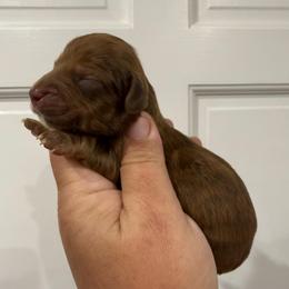 Colin Bridgerton - Chocolate male Dachshund puppy in Fort Myers, Florida from Lady Margery’s Dachshunds