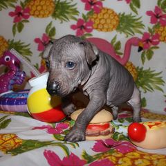 Peruvian Inca Orchid Puppies from Jasmine Rivera's Peruvian Inca Orchicds