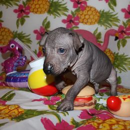 Peruvian Inca Orchid Puppies from Jasmine Rivera's Peruvian Inca Orchicds