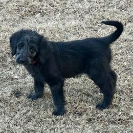 Blitzen - Black female Labradoodle puppy in Monticello, Georgia from Daylin’s Doodles & Labradors