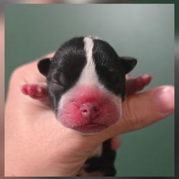 Scout - Black and white male Boston Terrier puppy in Beaverdam, Virginia from Howell Terriers