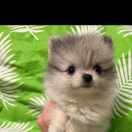 Boy 1 - Blue merle male Pomeranian puppy in Calhoun, Louisiana from Cheyenne’s Pups