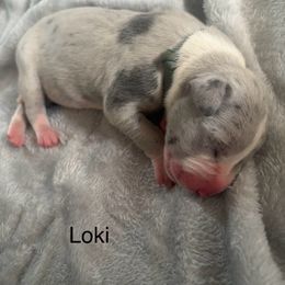 Loki - Merle male Great Dane puppy in Cda, Idaho from Great Wood Danes