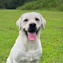 Tucker - Labrador Retriever