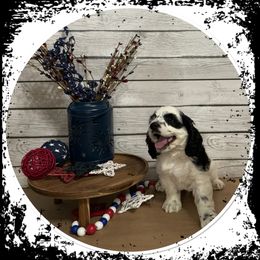 Cocker Spaniel Puppies from K&M crocker Spaniels