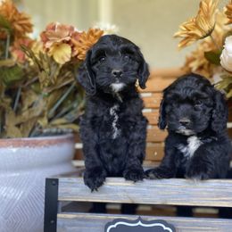Bernedoodle and Cockapoo Puppies from Dream Doodles and Cockapoos