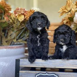 Bernedoodle and Cockapoo Puppies from Dream Doodles and Cockapoos