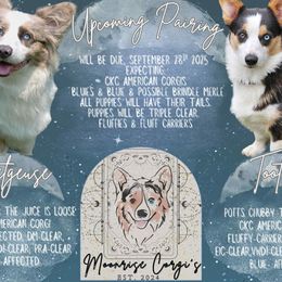 American Corgi puppies from Moonrise corgis
