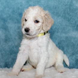 Pixie - Cream female Goldendoodle puppy in Cherry Creek, New York from Doodles Pups of NY