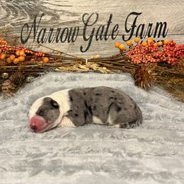 Girl 2 - White and blue merle female Border Collie puppy in Moody, Texas from Narrow Gate Farm