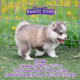 Eclair - Black and white female Pomsky puppy in Humeston, Iowa from M.A.R. Dogs