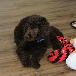 Poodle Puppies from RK'S Pets