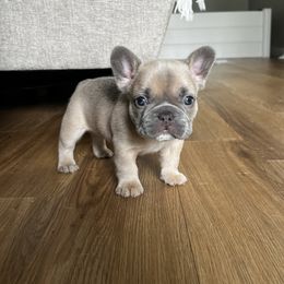 Nia - Fawn female French Bulldog puppy in Conroe, Texas from The Frenchie Farm