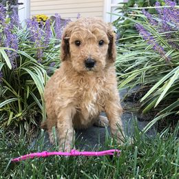 Poodle Puppies from Rupert-Smith's Poodles