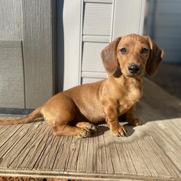Dachshunds and Pembroke Welsh Corgis from Kendaline Kennels