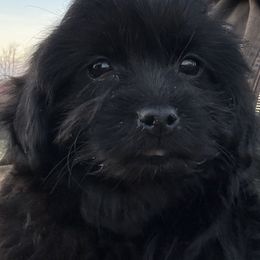 Polly - Black female Shihpoo puppy in Grant County, Indiana from On The Sunny Side Pavey Farms