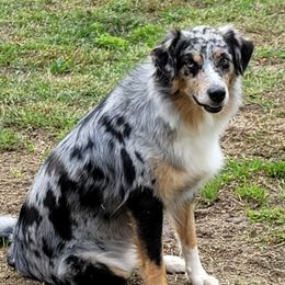 Zelda - Australian Shepherd