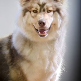 Mara - Siberian Husky