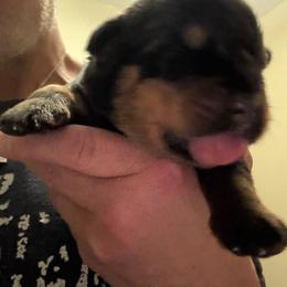 Purple girl - Black and mahogany female Rottweiler puppy in Colorado Springs, Colorado from Von Locher Rotties