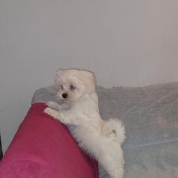 Buddy - White male Companion Cross puppy in Norman, Oklahoma from Steve's Puppies