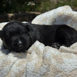 Daisy - Bi-color female German Shepherd puppy in Salem, Virginia from Vom Kylohaus German Shepherds
