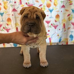 HC Pup 1 - Fawn male Chinese Shar-Pei puppy in Elkin, North Carolina from Martini Shar-Pei