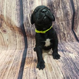 Green collar - Black male Cane Corso puppy in Fritch, Texas from Carrie Brown's Cane Corsos