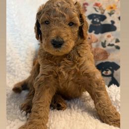 Mbappe- Boy 4 (brown collar) - Red  male Goldendoodle puppy in Auburn, Indiana from Cooper’s Doodles