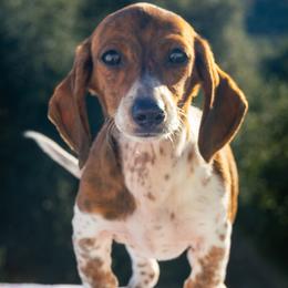 Matilda - Piebald female Dachshund puppy in Temecula, California from Naomi Magee's Dachshund Kennel