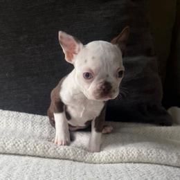Peaches - Red female Boston Terrier puppy in Charlotte, Michigan from Witselle Bostons