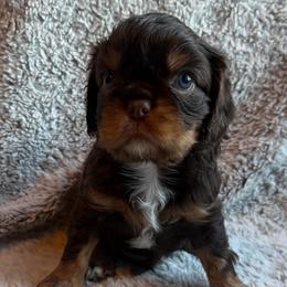 River - Chocolate male Cavalier King Charles Spaniel puppy in Auburn, Washington from Enchanted Cavaliers